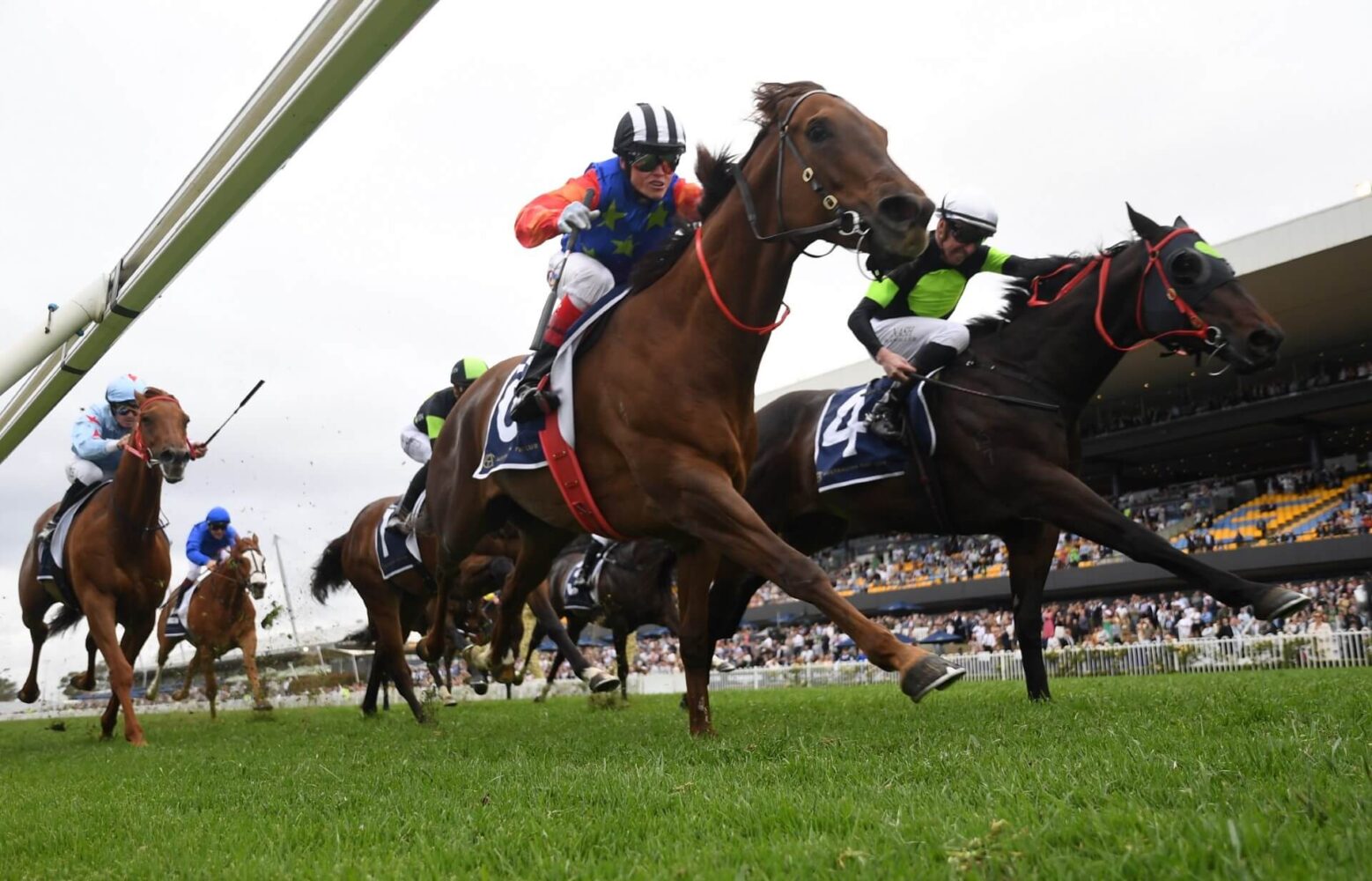 2023 Winners Stakes winner Bella Nipotina