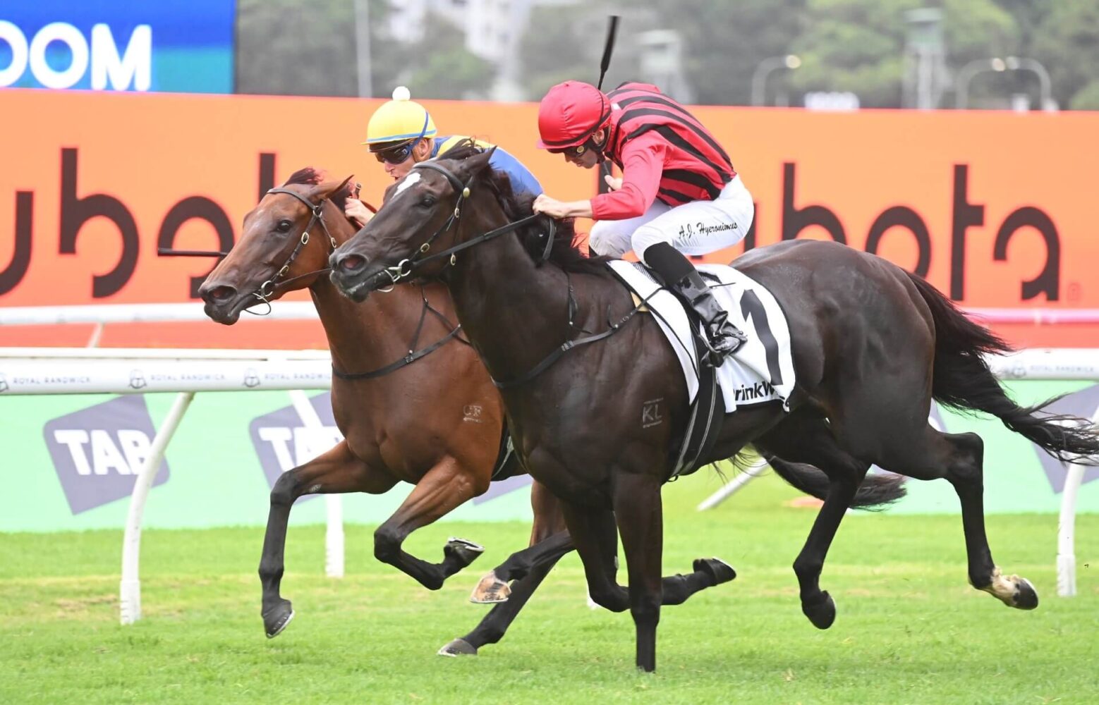 2024 Surround Stakes winner Tropical Squall