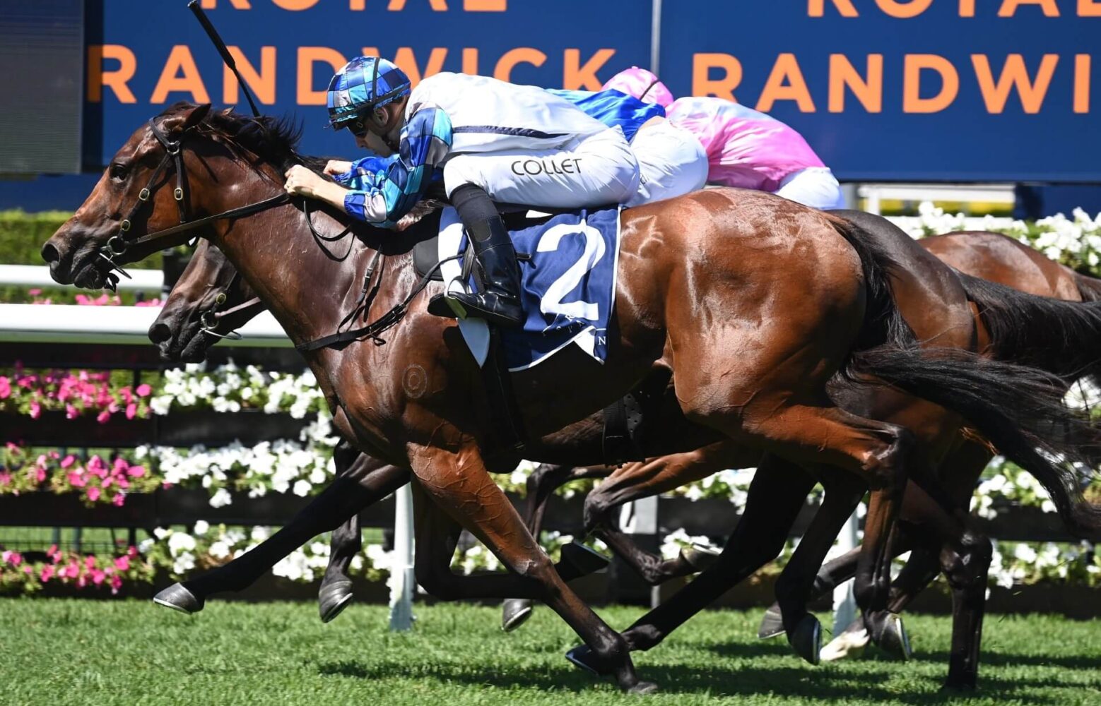 2024 Reisling Stakes winner Erno's Cube