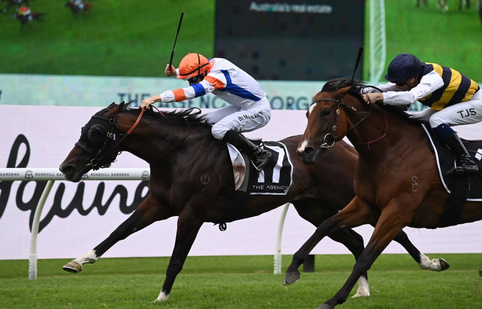 2024 George Ryder Stakes winner Veight