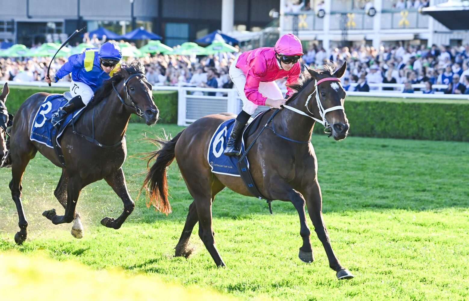 2024 7 Stakes winner Fangirl