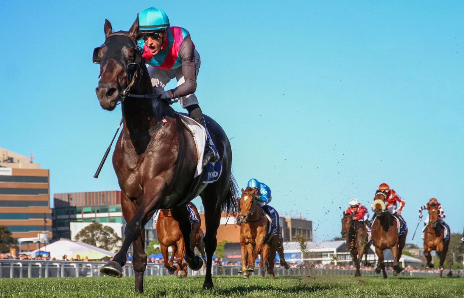 2024 Toorak Handicap winner Antino