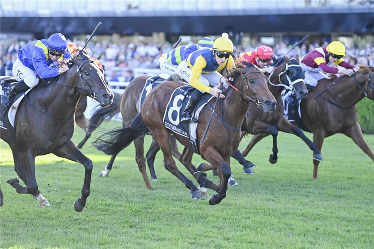 2025 Doncaster Mile winner Stefi Magnetica