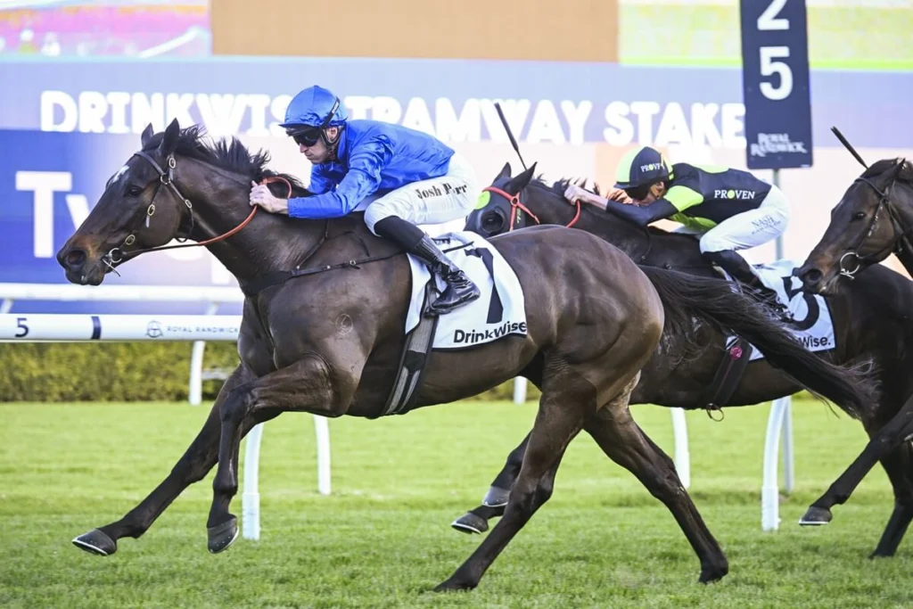 2025 Tramway Stakes winner Pericles