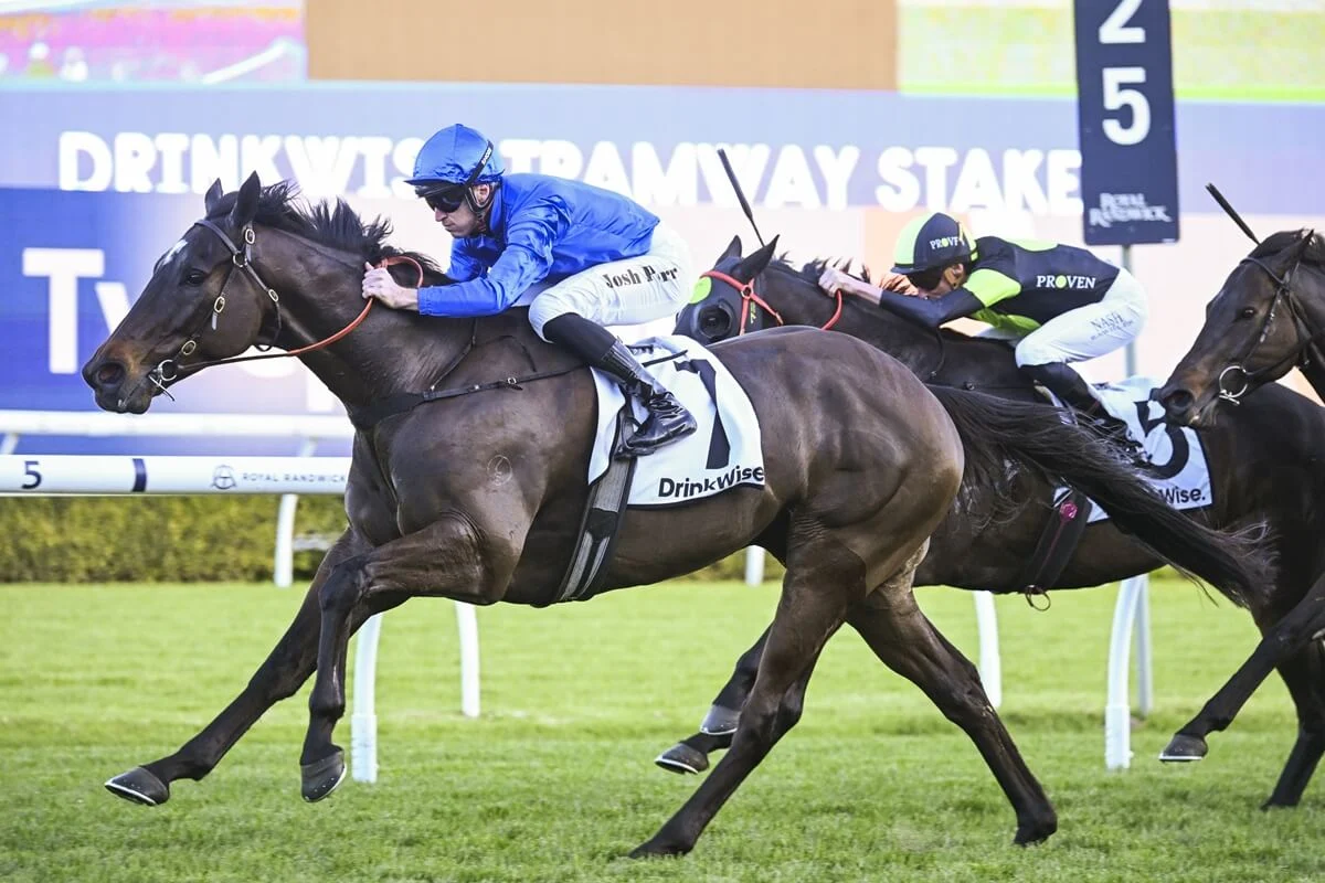 2025 Tramway Stakes winner Pericles