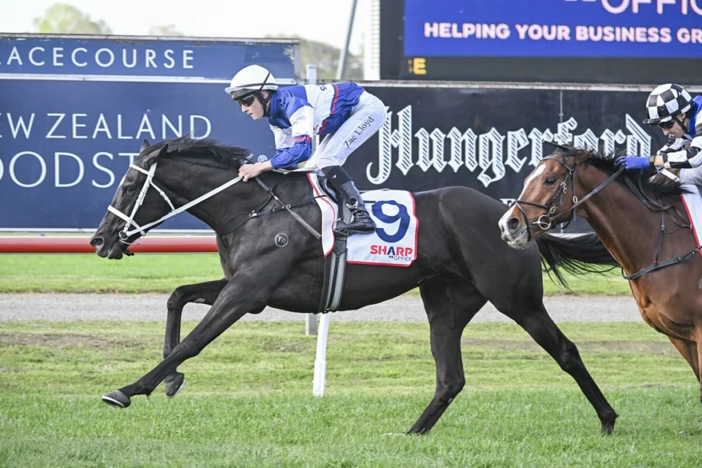 2025 Newcastle Gold Cup winner Soul Of Spain