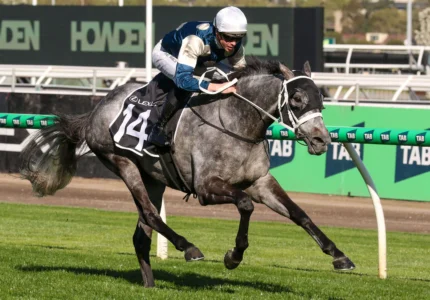 2025 The Bart Cummings winner Valiant King