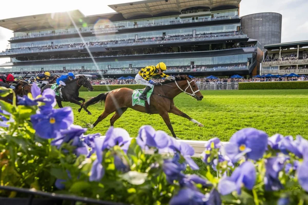 2025 Epsom Handicap winner Autumn Glow