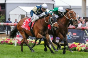 2026 Underwood Stakes Preview: Buckaroo