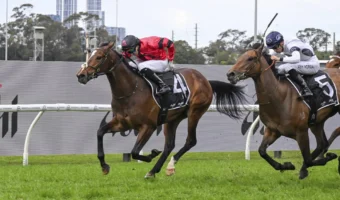 2026 Hobartville Stakes Field & Odds Update: Ninja Narrow Favourite