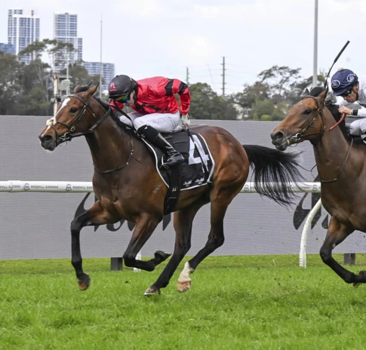 2026 Hobartville Stakes Field & Odds Update: Ninja Narrow Favourite