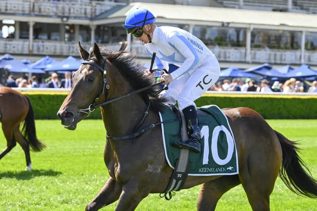 Stake casino interface på mobil