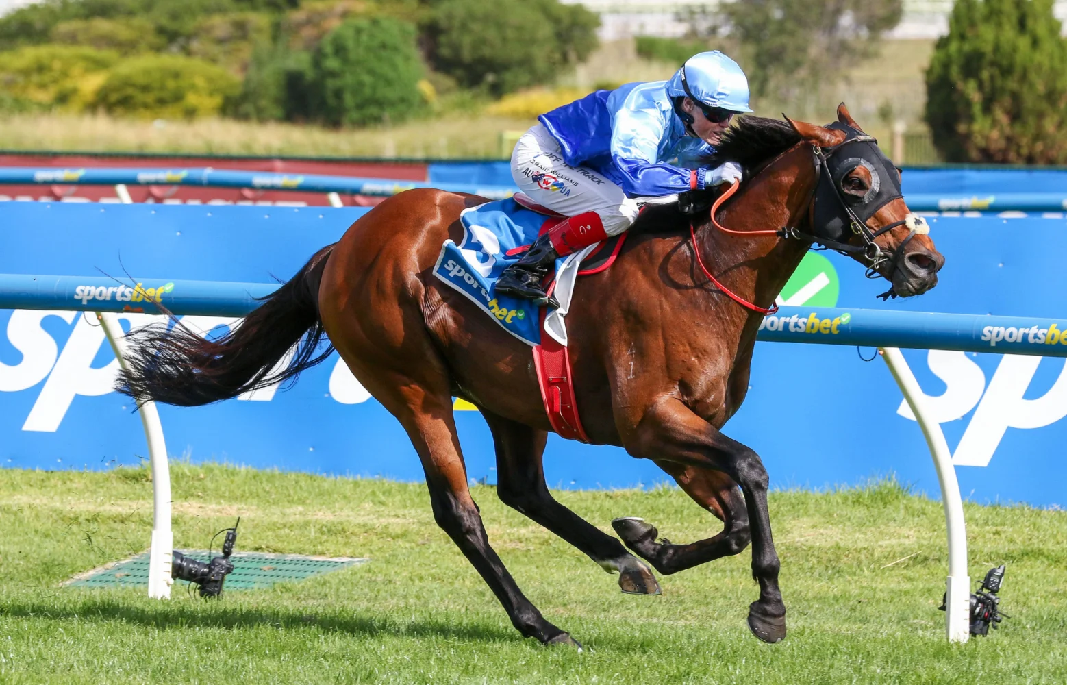 2026 Oakleigh Plate winner Tropicus