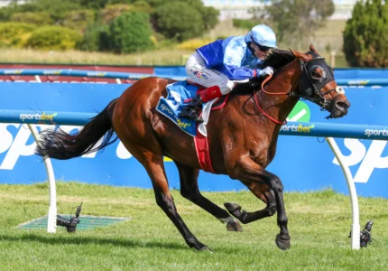 2026 Oakleigh Plate winner Tropicus