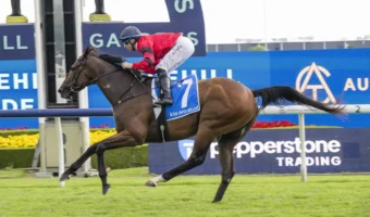 2026 Hobartville Stakes Winner Ninja Firms in Randwick Guineas Betting