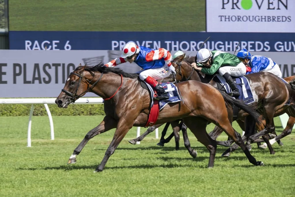 2026 Guy Walter Stakes winner Verona Rose