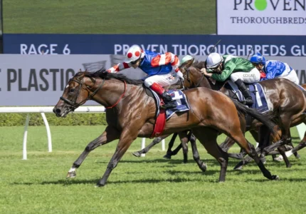 2026 Guy Walter Stakes winner Verona Rose