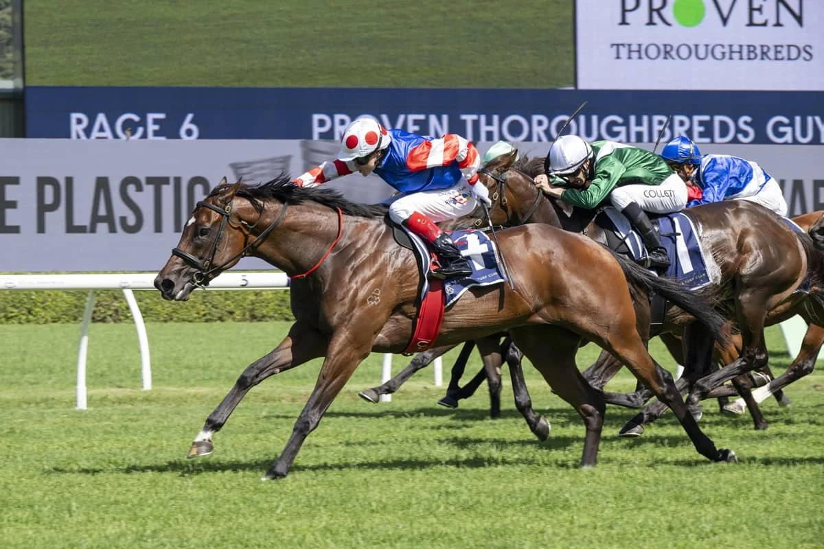 2026 Guy Walter Stakes winner Verona Rose