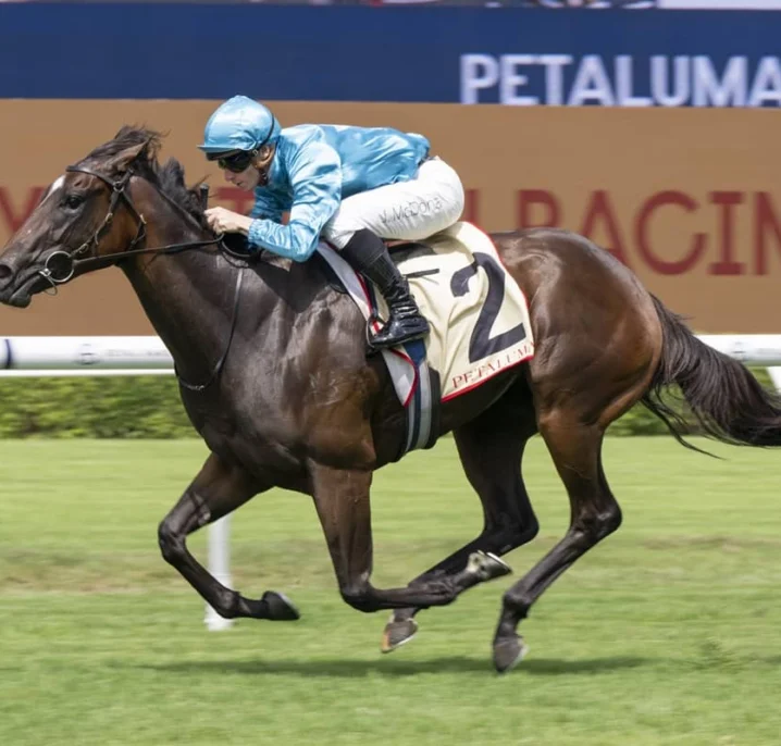 Slipper Option for 2026 Reisling Stakes Winner Chayan