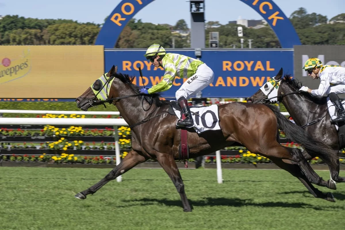 Snitzel Dancer
