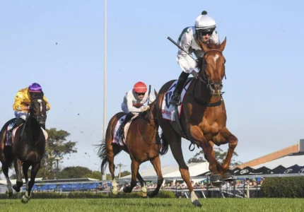 2026 Newcastle Gold Cup winner Aethelwulf