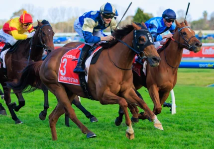 2026 Manikato Stakes winner Jimmysstar