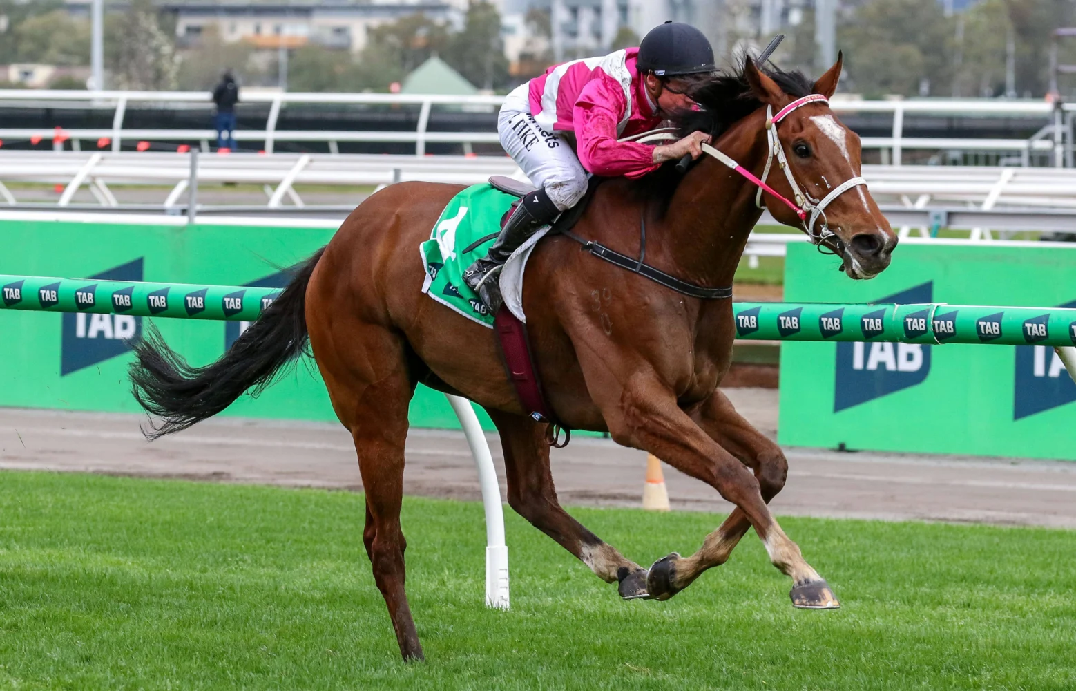 2026 Turnbull Stakes winner Cosmic Crusader