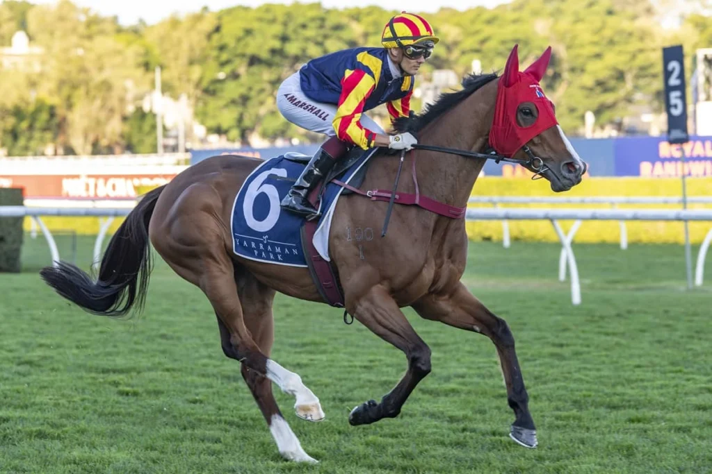 2026 The Everest horses: Spicy Martini