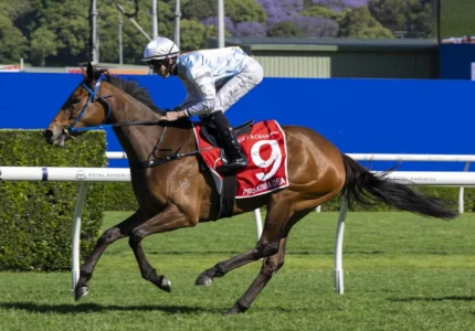 2026 Spring Champion Stakes winner Proxima Dea