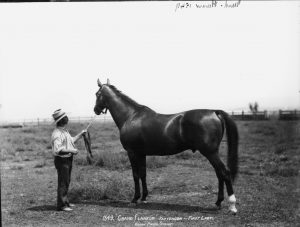 Grand Flaneur, one of the greatest Australian racing stallions.