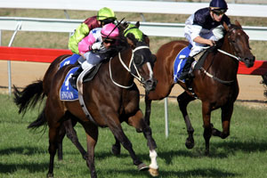 Thoroughbred Horse Racing