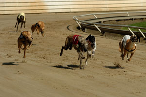 Greyhound Racing