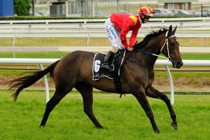 Typhoon Tracy Wins Australian Racehorse of the Year Honours