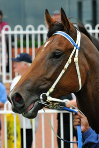 One Last Dance is now second favourite for the Blue Diamond Stakes