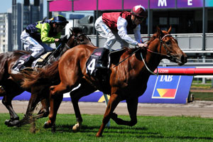 Sepoy has rocketed up the Blue Diamond Stakes betting markets