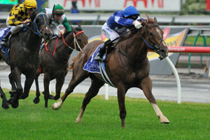 Star Witness looks hard to beat in the Manfred Stakes at Caulfield