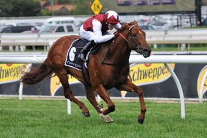 Sepoy. Photo: Taron Clarke.