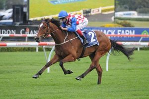 Streama Horse Form (Photo: Steve Hart) | Races.com.au