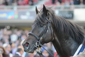So You Think | Photo: Taron Clarke | Races.com.au
