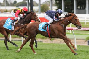 Widgee Turf. Photo: Ultimate Racing Photos.