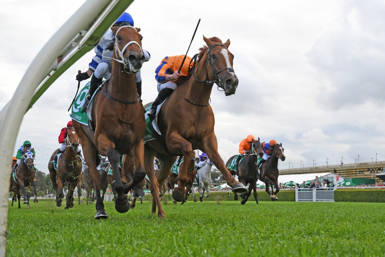 Kolding Horse Form (Photo: Steve Hart) | Races.com.au