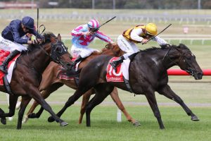 Pretty Brazen Horse Form (Photo: Ultimate Racing Photo) | Races.com.au