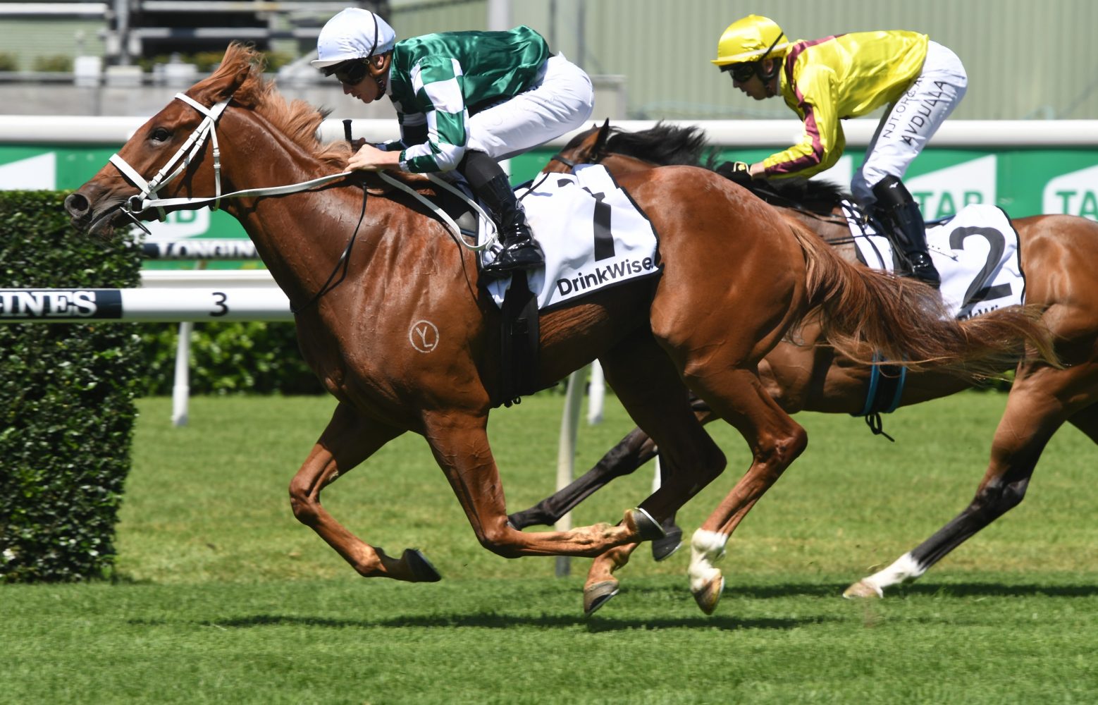 Hungry Heart Horse Form (Photo: Steve Hart) | Races.com.au