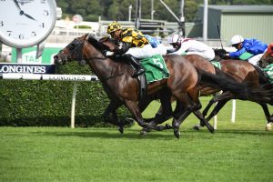 Probabeel. Photo: Steve Hart. 