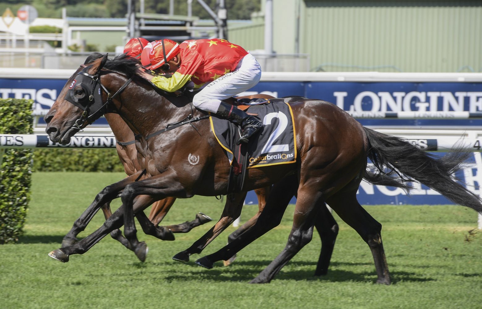 Untamed. Photo: Steve Hart.