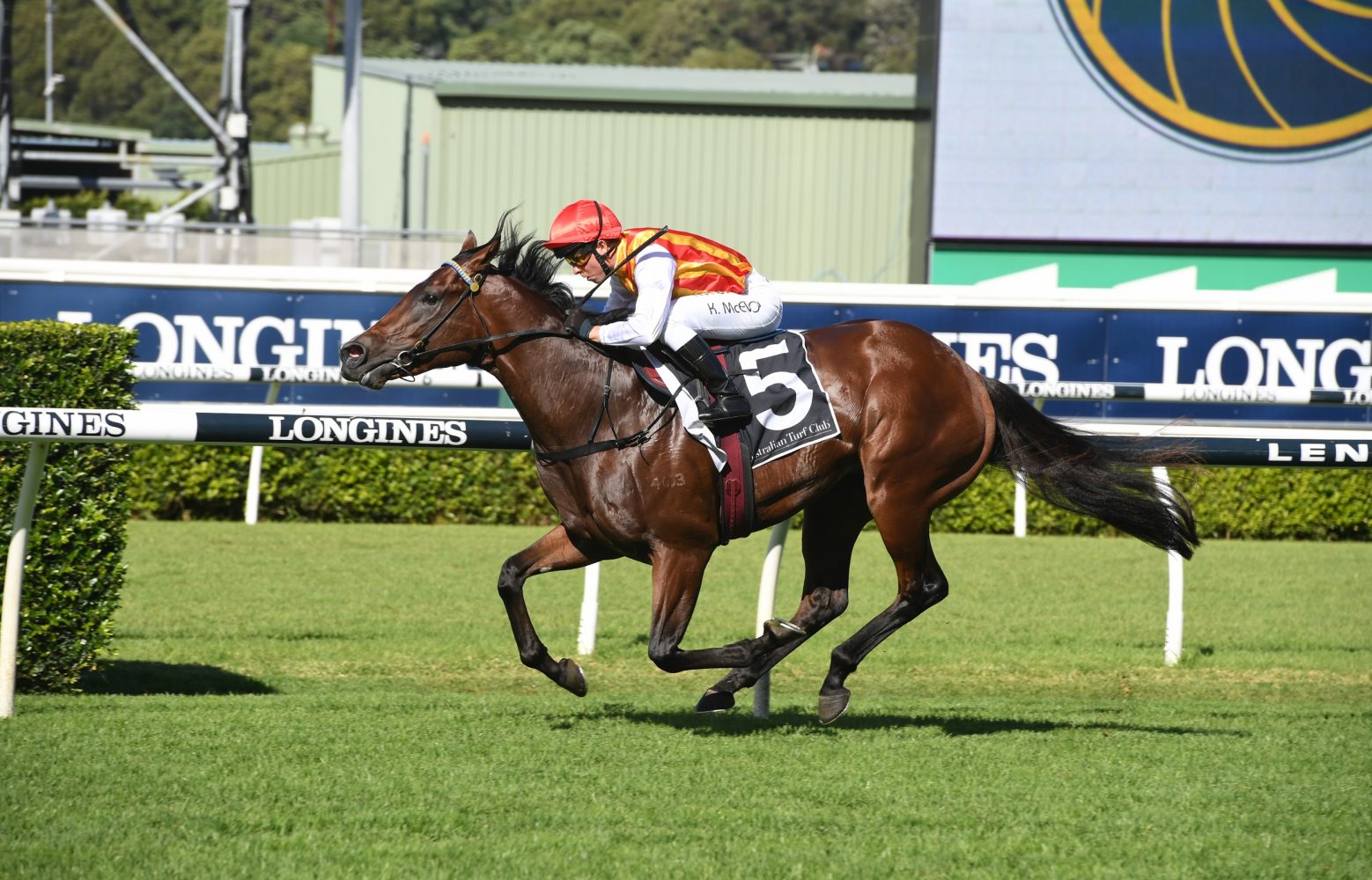 Peltzer Horse Form (Photo: Steve Hart) | Races.com.au