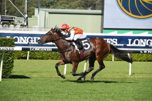Peltzer Horse Form (Photo: Steve Hart) | Races.com.au