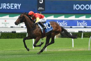 Wild Ruler (photo: Steve Hart). Races.com.au