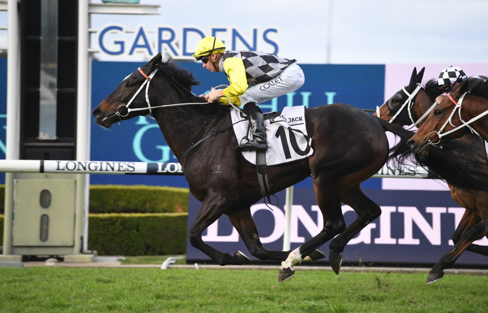 Frankely Awesome (Photo: Steve Hart) - Races.com.au