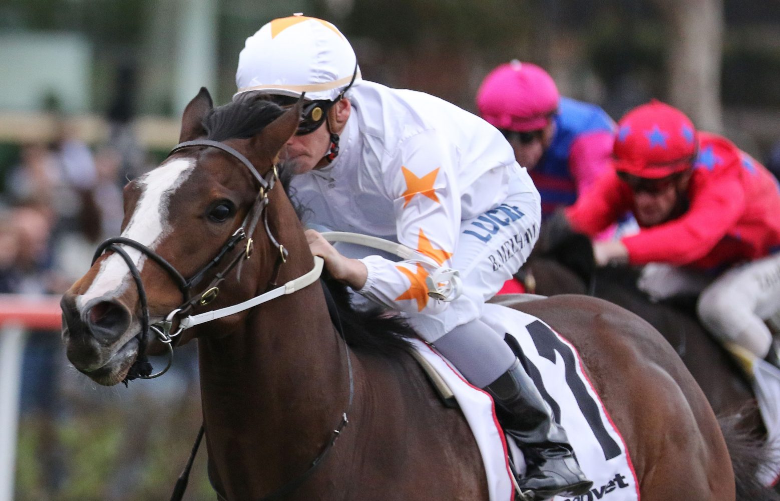 Tavisan (Photo: Ultimate Racing Photos) - Races.com.au